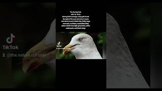 The Herring Gull with fun facts naturescreation funfacts [upl. by Marnie]