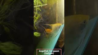 Angelfish 1st spawn 2nd pair angelfish [upl. by Krock]