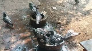 how to play pigeon play with water [upl. by Havens217]