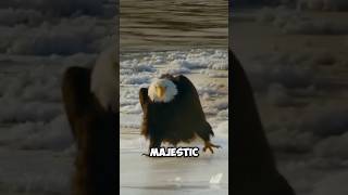 The BALD EAGLE  STRONG ADAPTATIONS 🤓 [upl. by Malin]