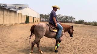 Movendo a garupa dos cavalos isso ajuda muito em trocas de mãos e spin [upl. by Hendrickson641]