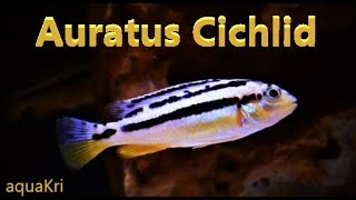 Auratus Cichlid Care amp Tank Set up Guide [upl. by Htide101]