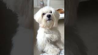 Cachorro pede para tutora seguilo e prova que merece o que quer cães maltes pets [upl. by Tumer]