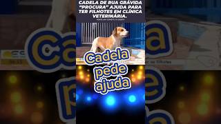 Cadela de rua pede ajuda 🥰🥰 cadela cachorros ajudar amigocão quatropatas [upl. by Ahsilla]