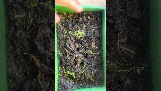 How to grow aquarium plants see description [upl. by Ranzini]