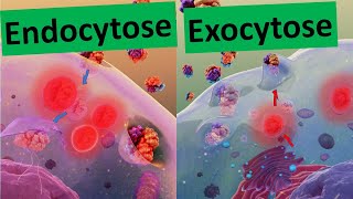 Endocytose Exocytose Membranfluss Stofftransport durch die Biomembran  Biologie Oberstufe [upl. by Warder]