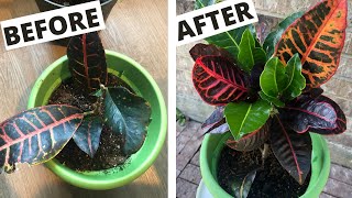 CROTON Problems What a Croton Plant Needs to THRIVE  Petra Crotons [upl. by Aneehsyt409]