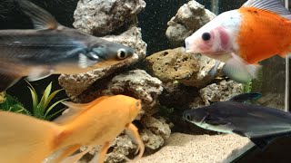 🦈 Shark 😱 khunkhar fish goldkoi Shubhangi fish aquarium [upl. by Salb]