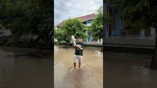 Mancing Saat Banjir Dapat Ikan Lele Ukuran Monster mancing banjir lele lelemonster pencurian [upl. by Asilla]