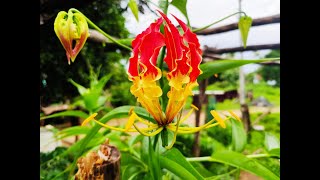 Flame Lily  Fire lily  Creeping Lily  superb lily [upl. by Ybrek]