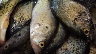 Silver Lake Crappie fishing Cowliz County CatchCleanCook [upl. by Atinra]