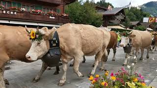 Cow parade 2022 Gstaad Switzerland [upl. by Oilicec]