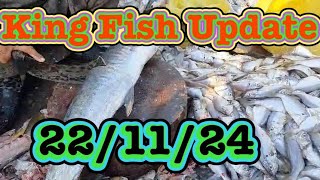 Fish Video  Surmai fish update  Karachi fishery Market on 22112024 [upl. by Madison345]