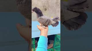 Fancy Pigeons 😍 pigeon 🕊 birds love funny status fancypigeon pigeonelover youtubeshorts [upl. by Nogaem]