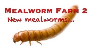 Mealworm Farm 2  New Mealworms [upl. by Edmead433]