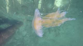 Four types of Jellies seen in Porpoise Bay  Sechelt BC 042124 [upl. by Aleacem534]