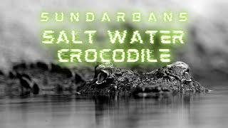 Large Salt Water Crocodile Spotted on The River Banks of Sundarban NP [upl. by Fornof816]