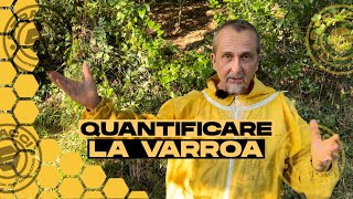 Come Riconoscere la Varroa nel vostro Apiario [upl. by Ymmor]