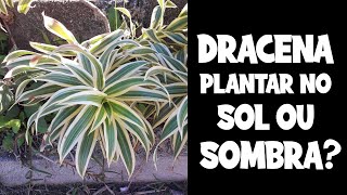 DRACENA GOSTA DE SOL OU SOMBRA [upl. by Anaeerb928]