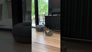 Lustige Katzen Videos auf Chillout funnycats funny funnyshorts funnyshort katzenvideo katzen [upl. by Pulchi873]