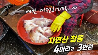 여긴 꼭 기억하세요  자연산 참돔 4마리를 3만원에 파는 시장 [upl. by Viglione]