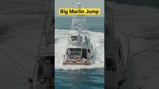 Giant Blue Marlin Fish Jumping While Fishing in the Bahamas  fishing fishingvideo fish [upl. by Jensen]