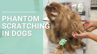 Phantom Scratching in Dogs  Symptom of Chiarilike Malformation and Syringomyelia [upl. by Adnalay]