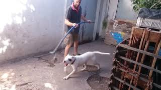 Dogo Galgo Staford y Pitbull  Mestizaje supremo [upl. by Orihakat]