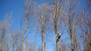 Topping a hickory tree [upl. by Eigna]