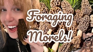 Morels and More Tips on Finding Morels  Cooking Morels and Pheasant Back Mushrooms [upl. by Aba]