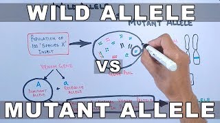 Wild Allele and Mutant Allele [upl. by Ahens]