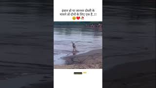 इंसान से बेहतर तो जानवर हैं  ☹️☹️ ytshorts youtubeshorts shortvideo shorts kabir [upl. by Starling]