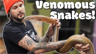 Feeding Venomous Snakes [upl. by Notloc]