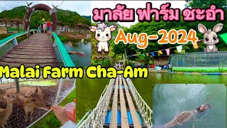 มาลัย ฟาร์ม ณ ชะอำ จเพชรบุรี Malai Farm Chaam 🐑 Phetchaburi Aug2024 [upl. by Ellmyer]