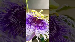 Passion Flower in my balcony 🤩 beautiful plants flowers life music beach travel edm love [upl. by Bryon586]