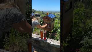 Weekend Flow Hive honey harvest 🍯🐝☀️ [upl. by Dirtsa]