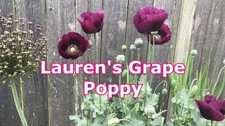 Renees Garden Heirloom Poppies Laurens Dark Grape [upl. by Murrell]