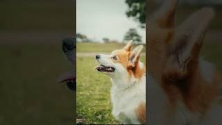 Meet Chipper and Bonnie🐾 I hope we can make your day dogphotography dogphotographer dogs [upl. by Pomcroy]