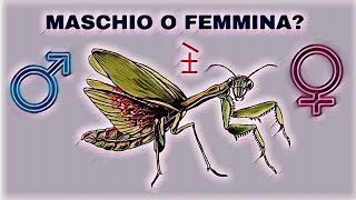 Come Capire Se Una Mantide è Maschio o Femmina [upl. by Yrnehnhoj]