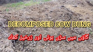 Decomposed and Fertilized Organic Fertilizer  Fresh Cow Dung Fertilizer  گاؤں میں سڑی ہوئی کھاد [upl. by Dannon]