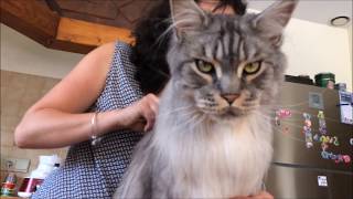 FASTON maine coon Brossage [upl. by Sasnett]