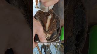 horse hooves cleaning farrier satisfying hoof asmr oddlysatisfying farrierlife [upl. by Tedder]