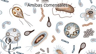 6 Amebas comensales [upl. by Purity842]