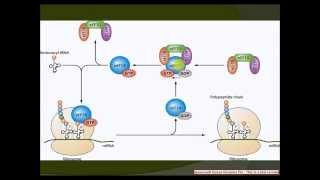 Eukaryotic elongation factors of translation [upl. by Medeah]