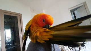 A Sun Conure Parrot Bird Preening himself ASMR [upl. by Sarid658]