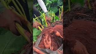 A great large plant tuber Amazing natural tubers nature natural [upl. by Nickelsen]