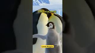 Lawok Penguin versi Kelantan😂😂 [upl. by Rehtul241]