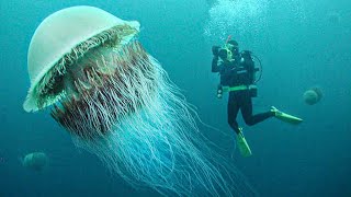 15 Incredible Jellyfish Species [upl. by Armand]