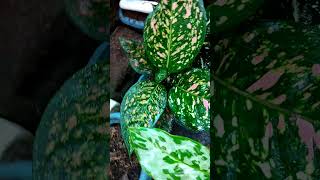 Aglaonema Varieties plants indoorplant natureplants [upl. by Ennaxor]