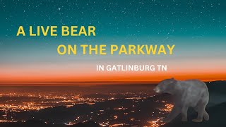 A LIVE BEAR ON THE PARKWAY [upl. by Orapma]